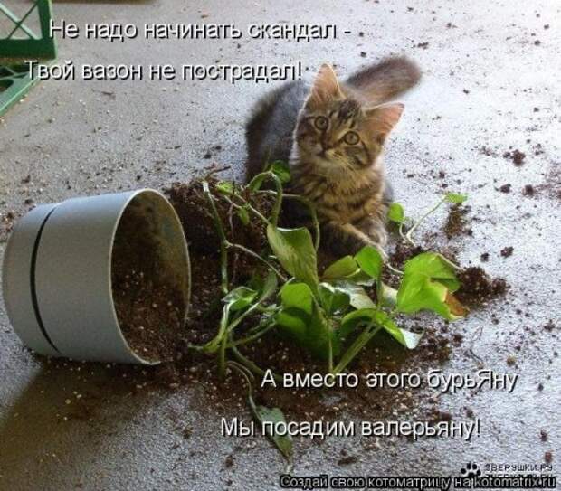 Свежая котоматрица для настроения (32 фото)