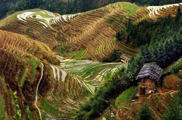 Рисовые террасы, провинция Гуанси, Китай