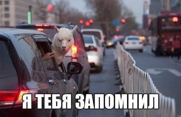 Смешная галерея фотоприколов # 132