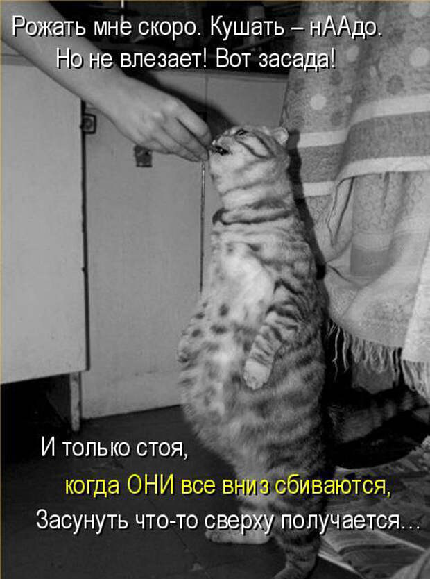 Без кота жизнь не та (27 фото)