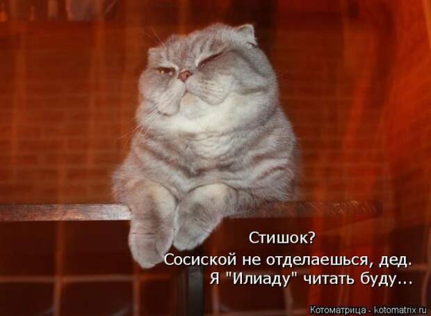 Лучшие котоматрицы недели (50 фото)