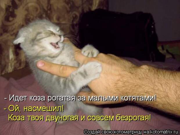 Лучшие котоматрицы недели (50 фото)