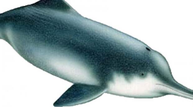 Китайский речной дельфин Китайский речной дельфин долгое время плавал в водах реки Янцзы. Но десять лет назад  его объявили исчезнувшим. Однако в конце прошлого года нашлись очевидцы, которые  утверждают,  что встречали этого обитателя подводного мира. Если какие-то особи живы,  будут предприняты все меры по восстановлению популяции.