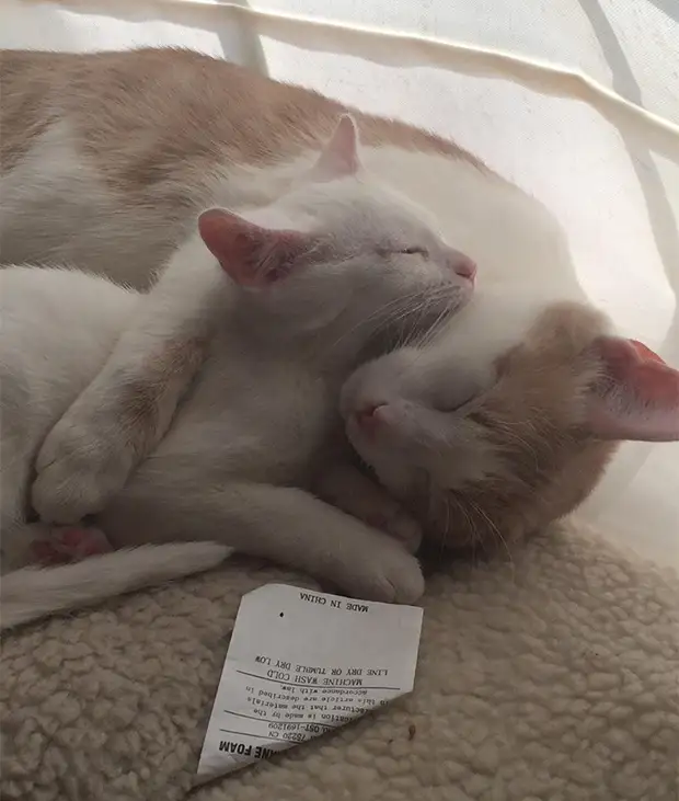 ����������: 50 ��������� ����� � �� �������������� ����-����� �43 - BigPicture.ru