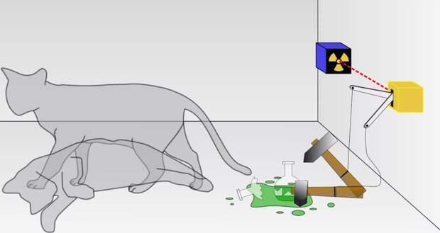 Тот самый кот