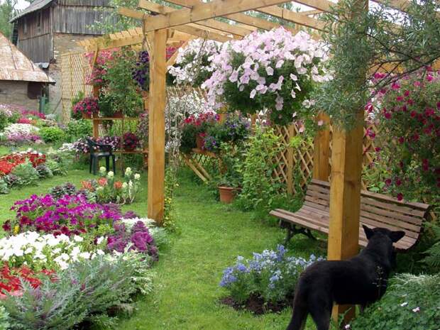 Petunia. Каскадная петуния