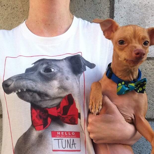 собака с неправильным прикусом Туна Tuna dog