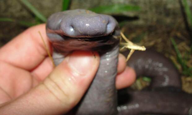 This snake-like animal, called Atretochoana eiselti, was found in a river in Brazil - and it is so rare the only previously known specimens are in museums and nobody knows where exactly they came from. Although it looks like a snake, it is an amphibian -