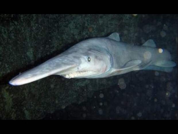 Акула гоблин - Goblin Shark (Энциклопедия животных) - YouTube