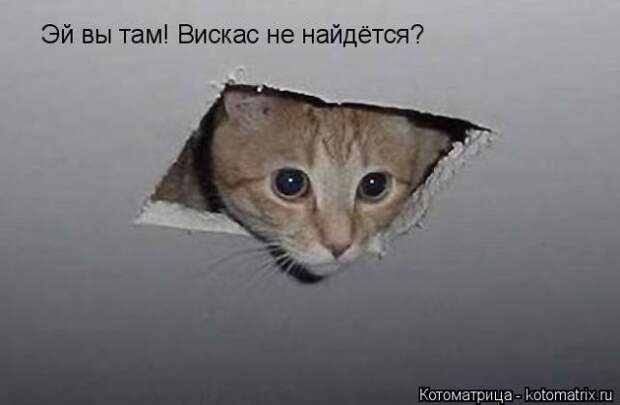 Лучшие котоматрицы недели (50 фото)