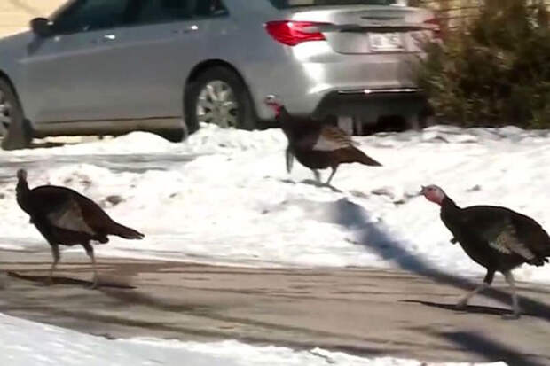 UPI: дикие индейки в США нападают на жителей города и пугают детей
