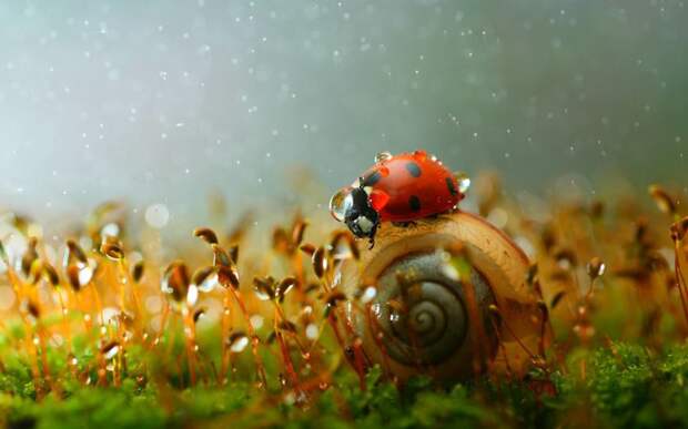 Snail And Lidybird Snail And Lidybird
