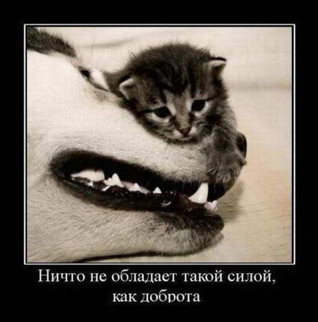 Смешные и забавные демотиваторы 