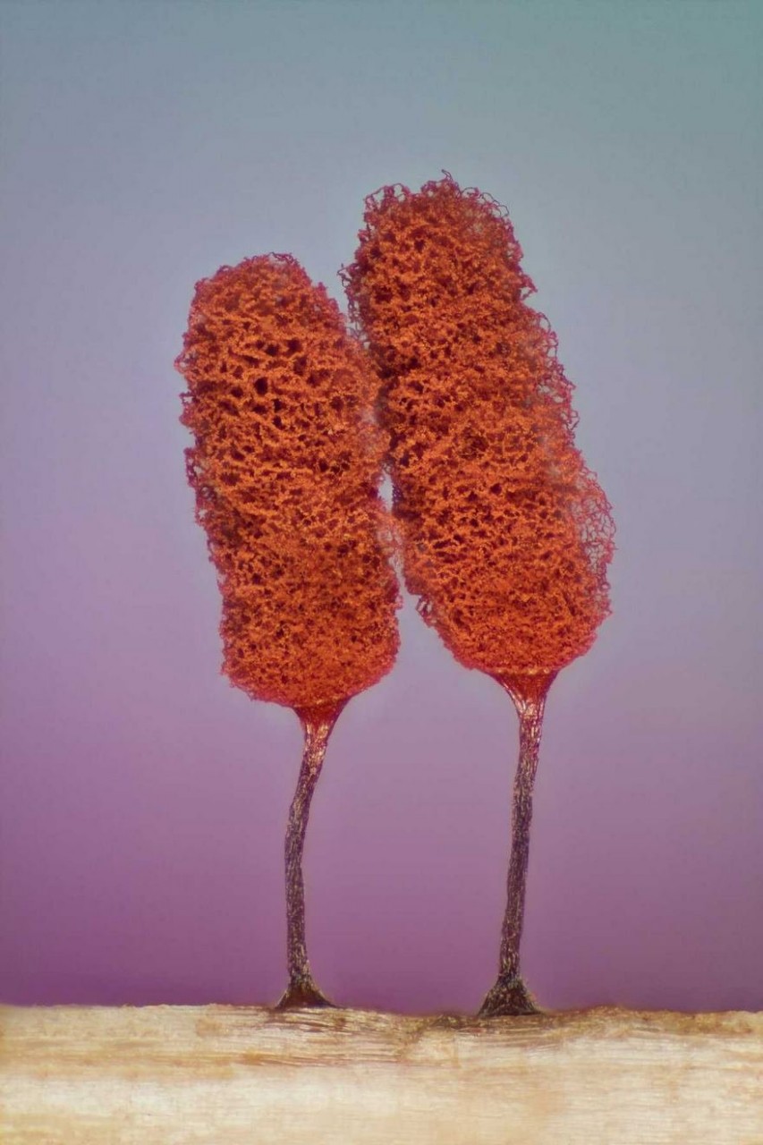Победители конкурса микрофотогарфии Small World Photomicrography 2016