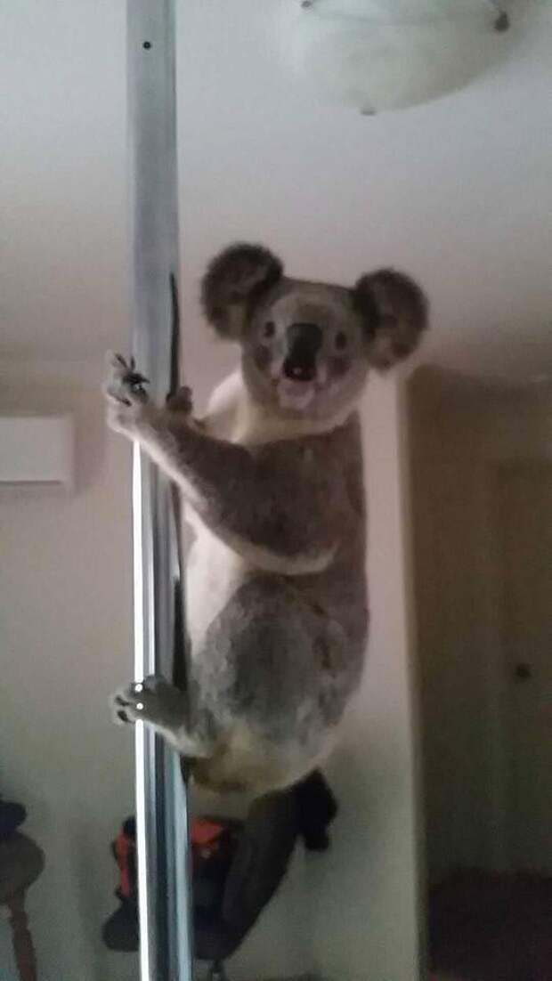коала танцует на пилоне, коала на шесте для танцев, коала на шесте видео