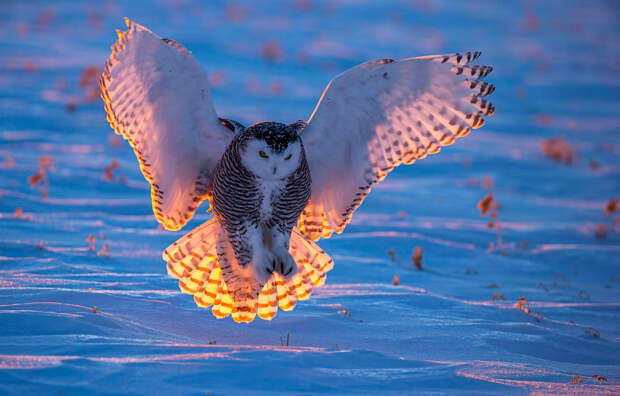 Snowy Owl landing at sunset taken in central MN in the wild