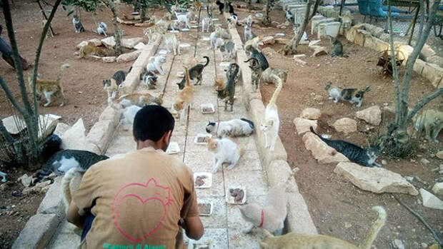 cat-man-aleppo-syria-3