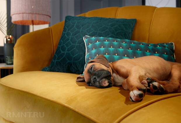 Собака на диване — выбор обивки  её защита