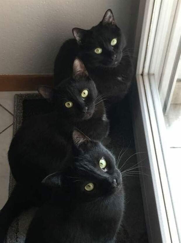 Грациозные чёрные кошки и котики