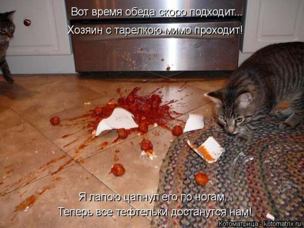Лучшие котоматрицы недели (50 фото)