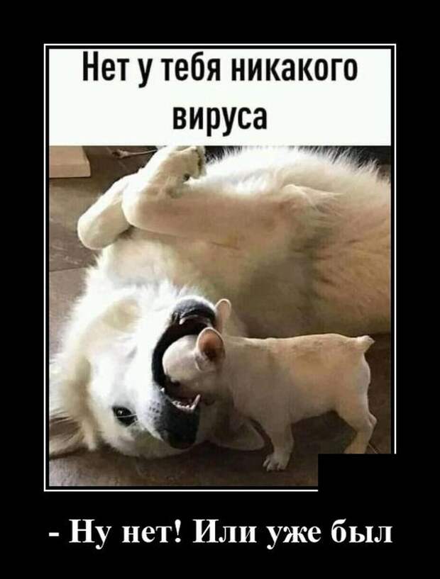 Демотиватор про собак и вирус