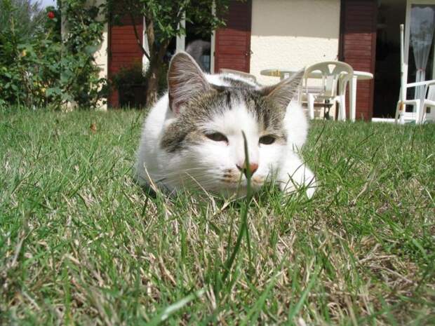 Коты,кошки,котята...