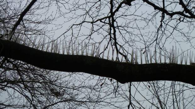 В Великобритании на деревьях закрепили шипы, чтобы птицы не гадили на припаркованные автомобили авто. птица, англия, дерево, парковка, парковочное место, птицы, шипы