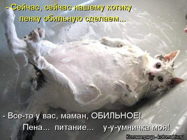 Лучшие котоматрицы недели (50 фото)