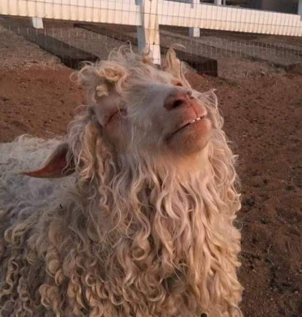 Прикольные картинки. Вечерний выпуск (53 фото)