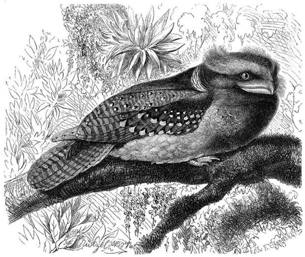Новокаледонский совиный козодой, или черноспинный совиный лягушкорот (Aegotheles savesi) - по непроверенным данным (птица крайне редка) их осталось около 50 особей животные, исчезающие, прирорда, фауна