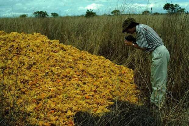 История о том, как апельсиновые корки поменяла экосистему в Центральной Америке