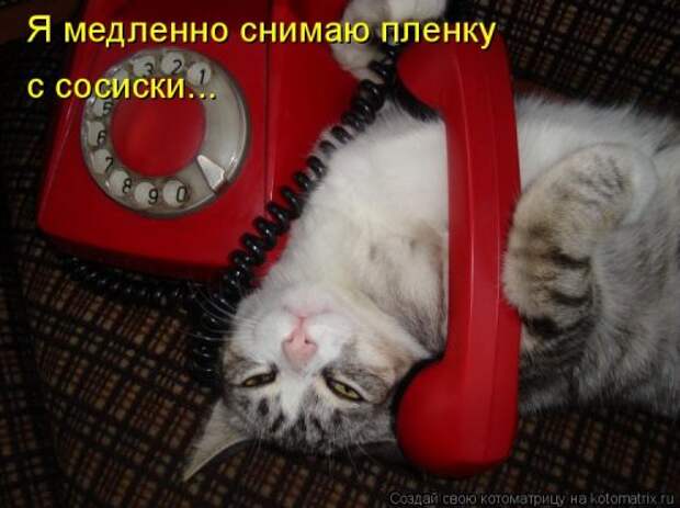 1446203028_kotomatricy-37