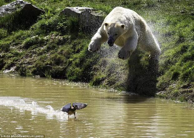 Стремительный прыжок. Все ожидали - если утка залетела в вольер именно к медведю, её точно ждут неприятности. животные, медведь, утка, фейл
