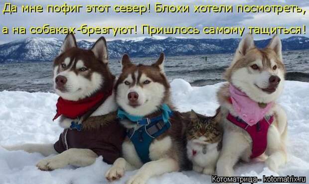 Лучшие котоматрицы недели (50 фото)