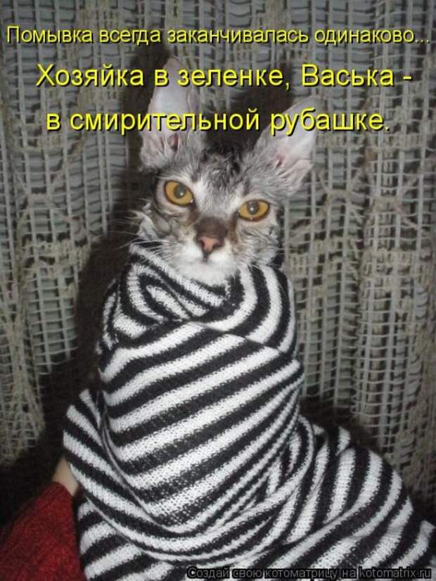 Лучшие котоматрицы недели Лучшие котоматрицы недели