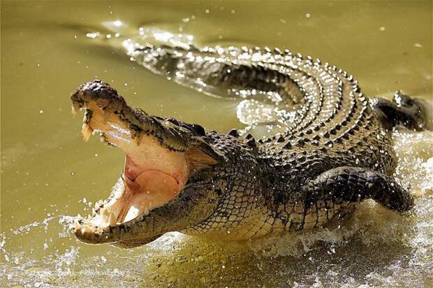 Острорылый, или американский крокодил (Crocodylus Acutus) животные, интересно знать, крокодил, факты