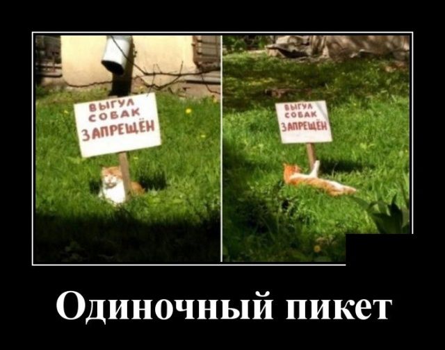 demotivatory-demotivator-smeshnye-demotivatory-demotivator-so-smyslom