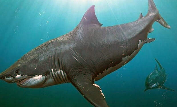 В одной точке Индийского океана найдены сотни акульих зубов возрастом 1000 лет. Зубы лежат так, словно их кто-то собрал