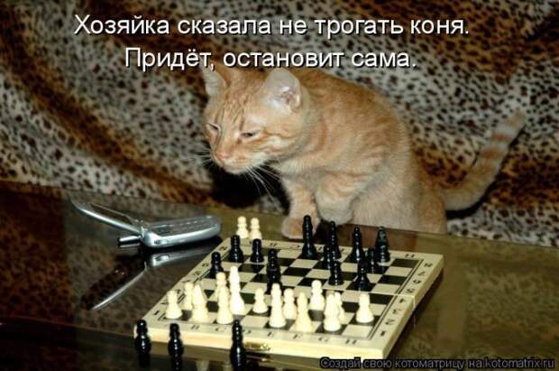 Лучшие котоматрицы недели Лучшие котоматрицы недели