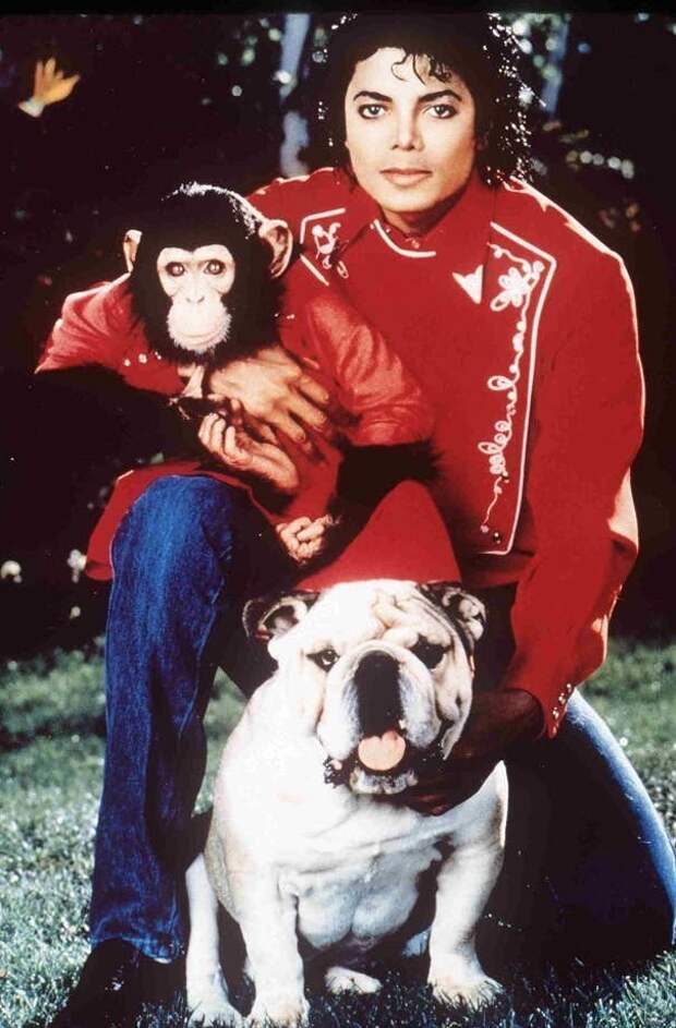 Майкл Джексон - шимпанзе домашние животные, домашние любимцы звезд, звезды, знаменитости, мое зверье, необычно, оригинально, питомцы