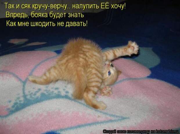Котоматрицы(картинки с надписями)