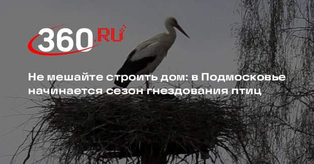 В Подмосковье скоро начнется период гнездования птиц