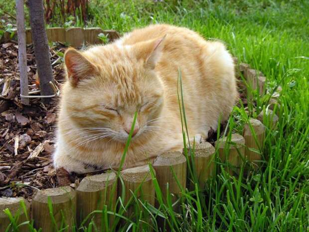 Коты,кошки,котята...