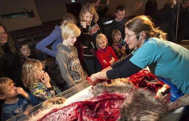 Датских детишек научили препарировать волка