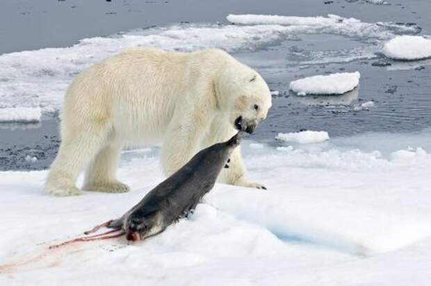 Чем питаются белые медведи? Ест ли белый медведь пингвинов?