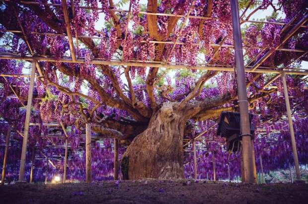 Японский фестиваль цветущей глицинии Great Westeria (35 фото)