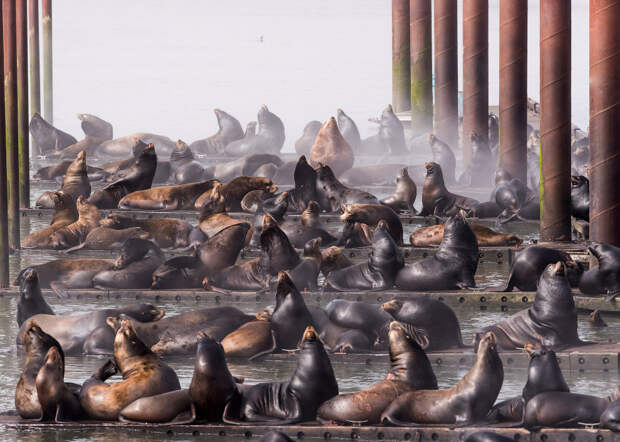 Лучшие фотографии с конкурса Nature Conservancy