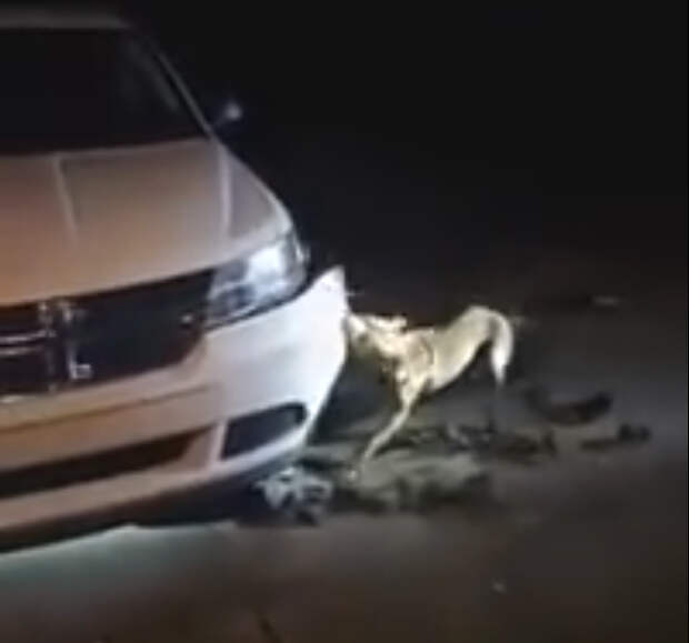 Увидев, что пес грызет бампер ее авто, женщина начала умолять полицейского застрелить собаку