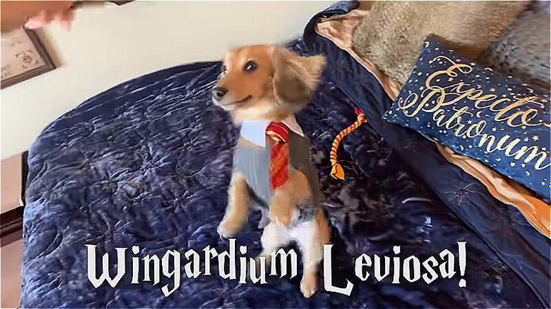 Вингардиум Левиоса (Wingardium Leviosa) - Заклятие Левитации, заставляющее предмет взлететь Дрессированная собака, гарри поттер, дрессировка, забавное видео, заклинания, собаки, трюки, хозяин и пес