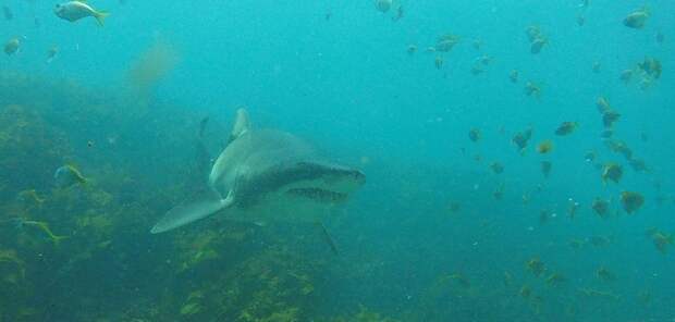 Diver cuddles shark rick anderson australia 7
